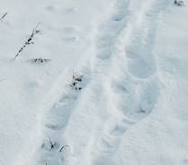 Räum- und Streupflicht des Vermieters bei Schnee und Eisglätte