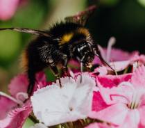 Bienenhaltung durch den Mieter